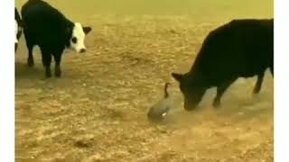 Gülme Garanti Hayvanlar Alemi