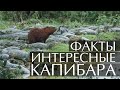 Капибара - интересные факты (Видео, Звуки, Фото)