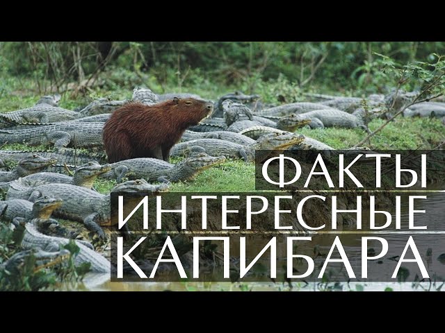 Капибара - интересные факты (Видео, Звуки, Фото)