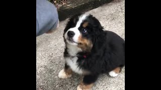BERNERS IS BERNERS(cute, funny bernese mountain dog compilation)