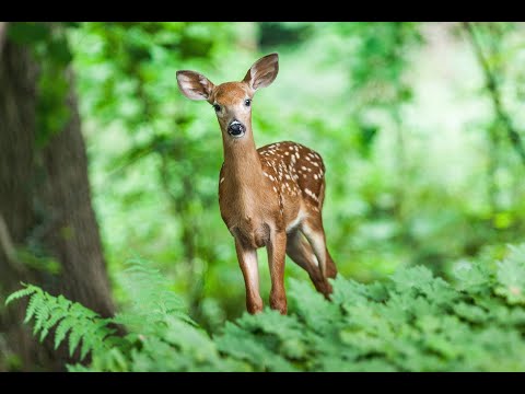 видео: Животные, живая природа, музыка для сна, природа, лес, музыка для расслабления, relax