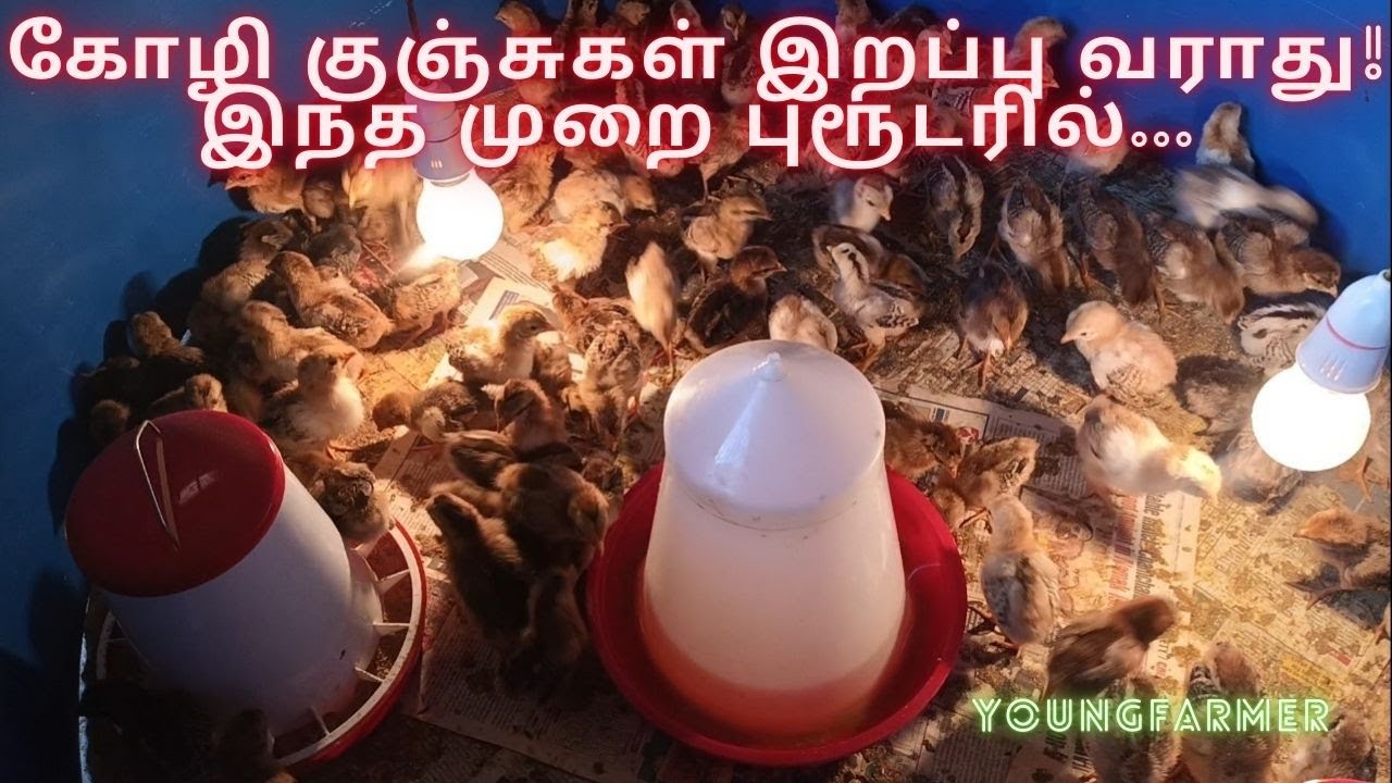 கோழி குஞ்சுகளுக்கு Brooding அமைப்பது எப்படி? | How to Setup A Brooding ...
