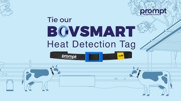 Do you know accurate and efficient detection of heat in dairy cattle is an important and essential ?