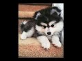 #pets #capcut