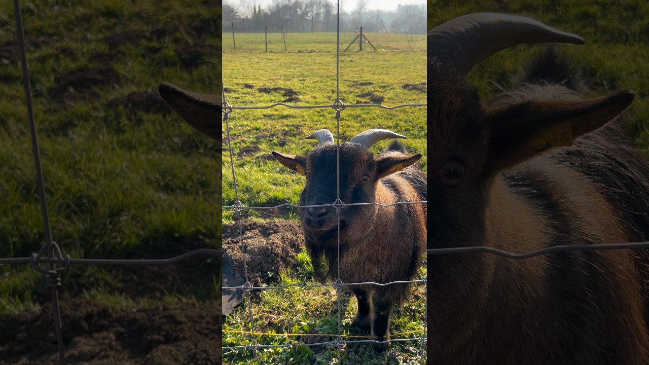 A Sunny Winterday at the Farm