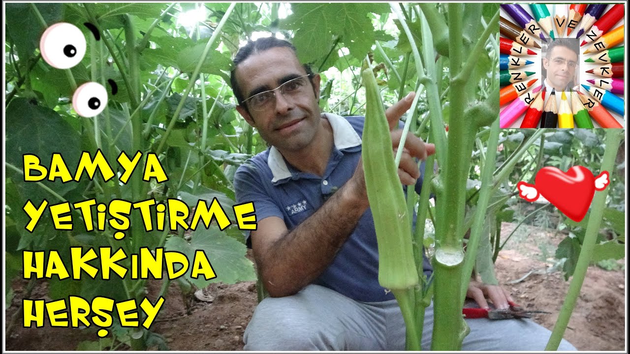 Hobi Bahçelerinde Bamya Yetiştirme (Baştan Sona)