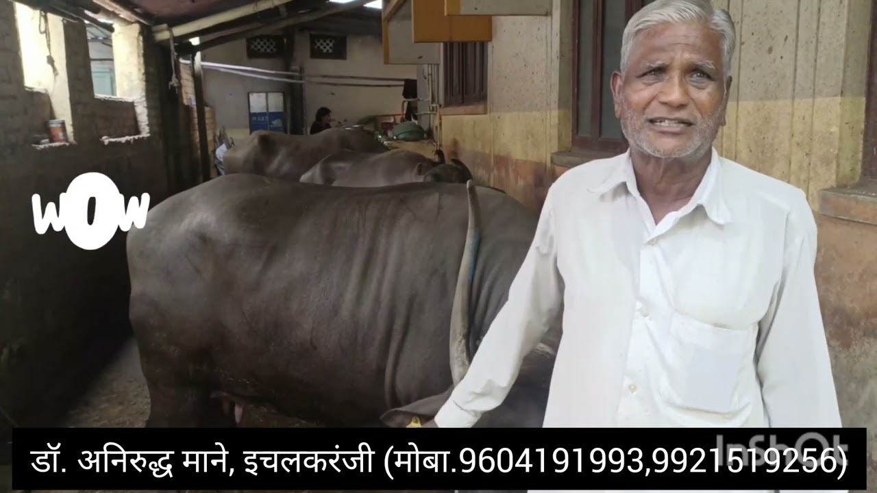 कल्लापा पाटील,जयसिंगपूर यांच्या म्हशींची गाभण तक्रार होमिओपॅथिऔषधाने गाभण होण्यास अनुकूल परिस्थिती