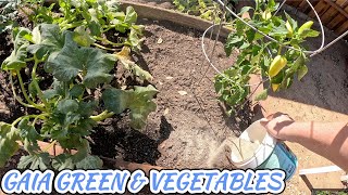 FEEDING OUR NEW VEGETABLE GARDEN!! EP4
