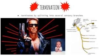 Cranial Nerve Ix Presentation Voice Over