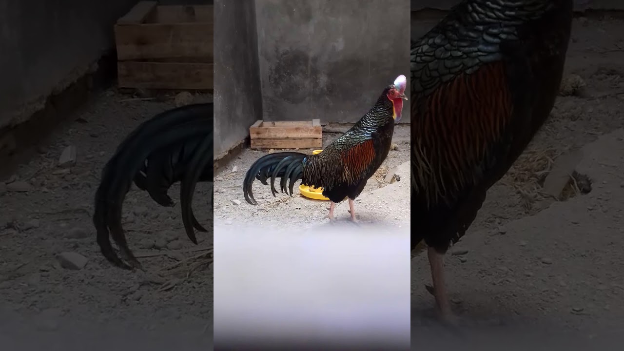Ayam Alas Josssss 