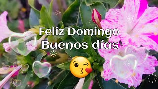 Feliz Domingo para ti buenos días Dios te bendiga a ti y a tu familia