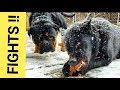 How do I Handle Dog Fights Over RAW Food - Pack Feeding Video (K9 Mukbang/Pack-Bang)