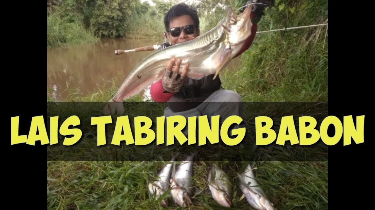 Mancing ikan lais tabiring babon/jumbo | casting ikan lais tabiring besar