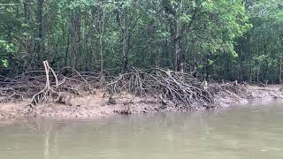 Monkeys swimming in Langkawi mangrove