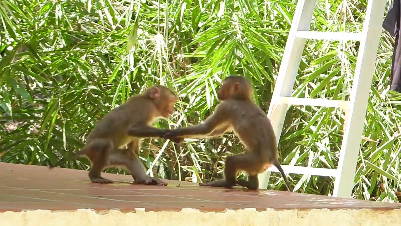 Monkey Froest Action monkeys in forest (EP51)#reels #Animals Daily SR