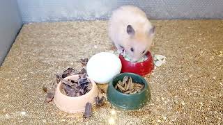 THE CAT WAS SPOTTED AND////////   #hamsteri #roborovskihamster #rodent #roborovskii #kitten by VOLODIA No views 2 minutes, 37 seconds