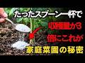 たったスプーン1杯で野菜が驚くほど実る お金をかけずに大豊作！家庭菜園の達人だけが知る“0円肥料の秘訣”とは。| 空海の教え