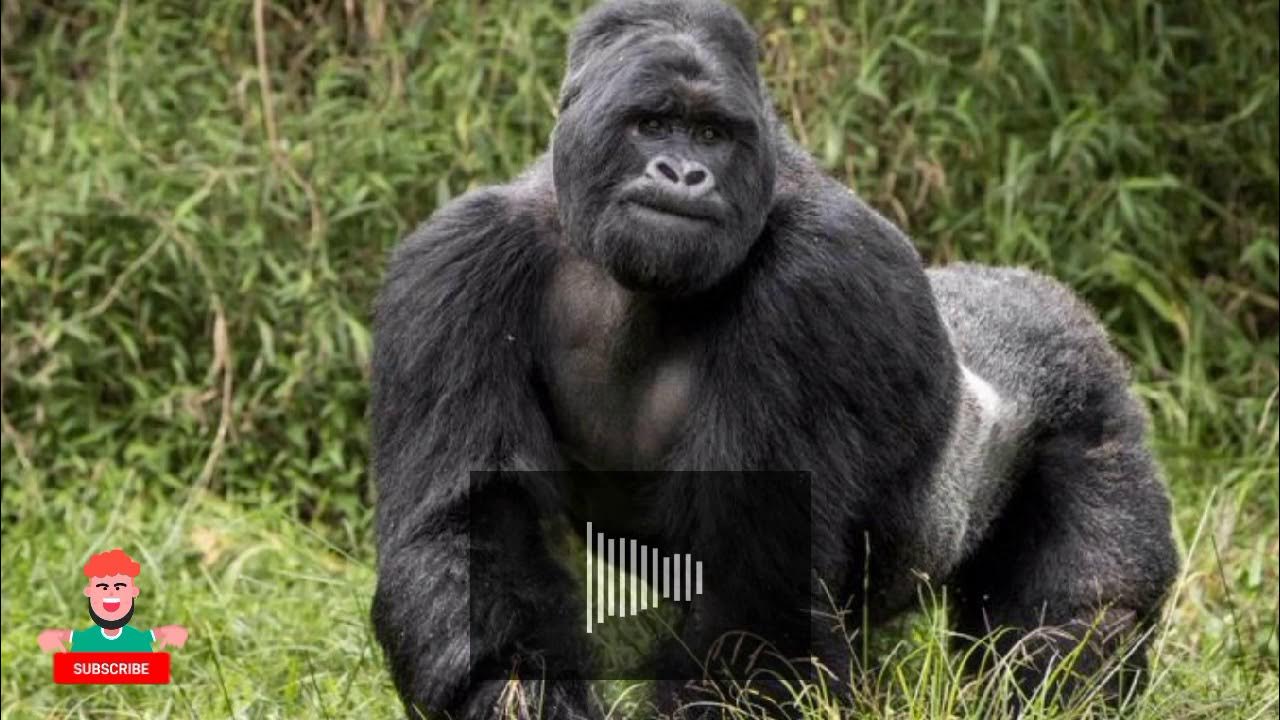 Gorilla Sound effects Gorilla's Belches no copyright issue YouTube