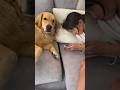 寝起きのリアクションがほぼ人間の大型犬 #ゴールデンレトリバー #大型犬のいる生活 #goldenretriever #大型犬と子供