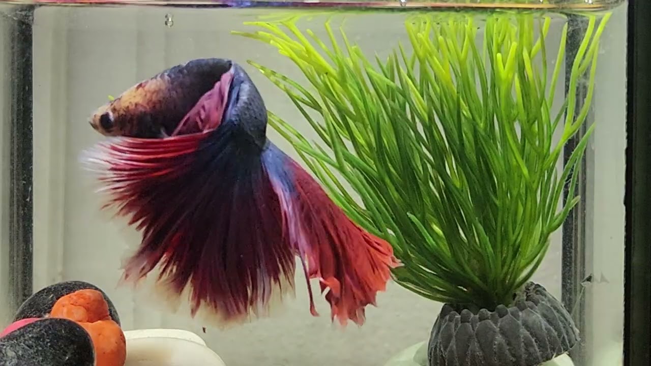 The Wild Betta Fish: Life of Wild Betta Fish Show #67