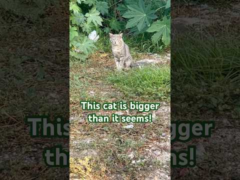 Giant wild tabby