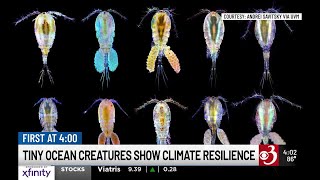 UVM researchers learn how tiny ocean crustacean adapts to climate change