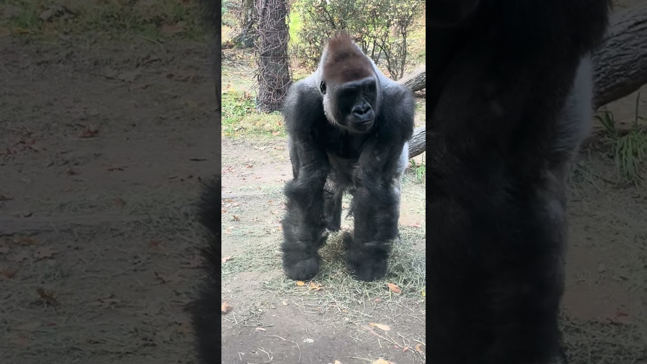 Baraka the  420 pound Alpha Silverback Gorilla is powerful