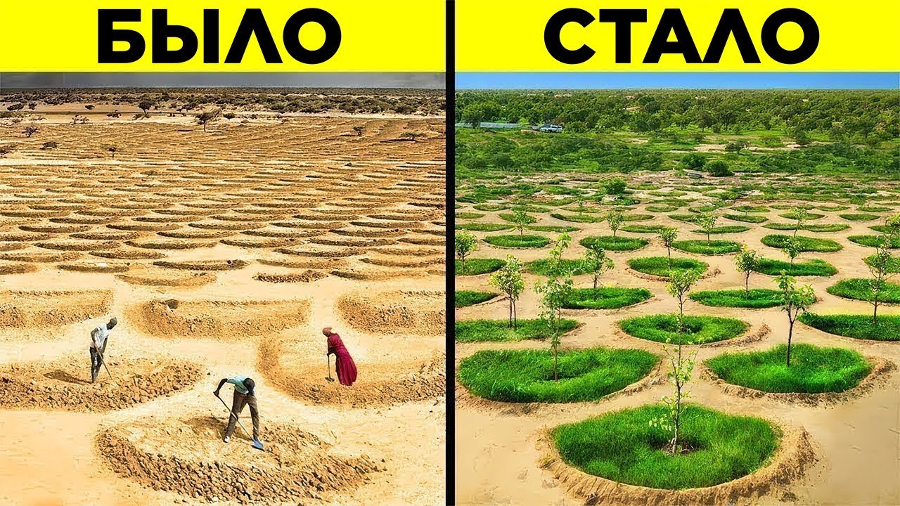 Сахару Превращают В Зелёный Оазис