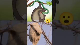 "El pájaro MÁS inteligente"  #animales #curiosidades #datoscurisos #animals #sabiasque