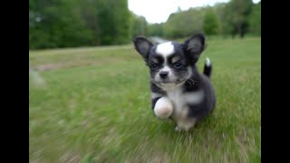 Ernest Long Coat Applehead Chihuahua Puppy Pawsh Puppies