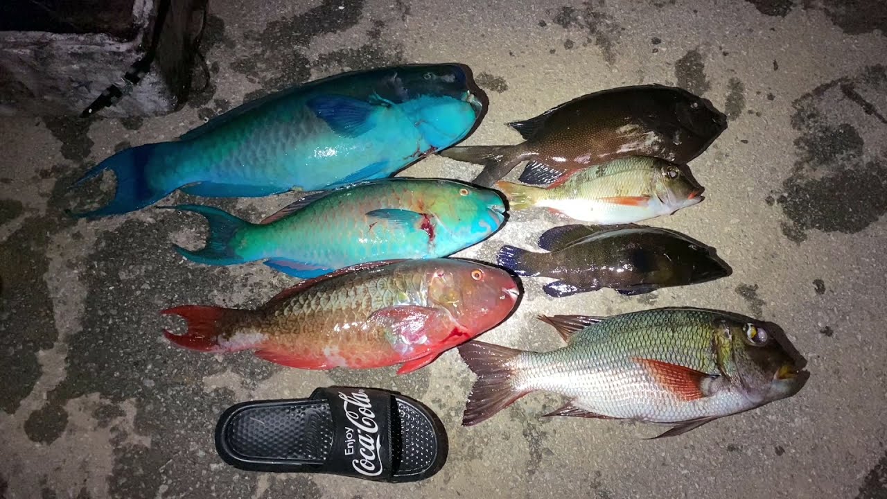 10 沖縄 電灯潜りゲンナー ナガブダイ クチナジ ダルマー 今回もお値段載せてます Youtube