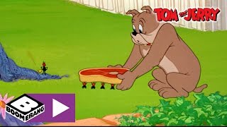 Tom und Jerry | Ameisen Armee | Cartoonito Resimi