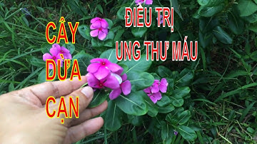 Bài Thuốc Chữa Trị Ung Thư Máu Bằng Cây Dừa Cạn...