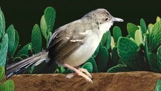 CISEM GACOR ‼️ SUARA EMOSI NEMBAK NEMBAK