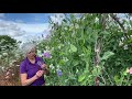 Tips on Growing Sweet Peas
