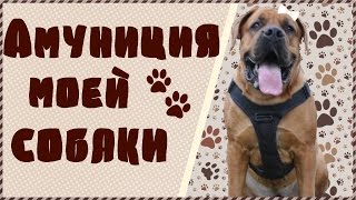 Амуниция моей собаки | Polina & Oye Амуниция моей собаки | Polina & Oye