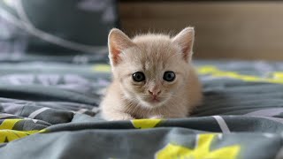Cute Baby Kitten on the Bed 🐱 | Fun and Adorable Animal Video for Kids
