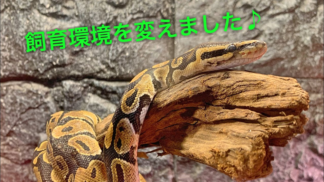 ボールパイソンの飼育環境 - YouTube