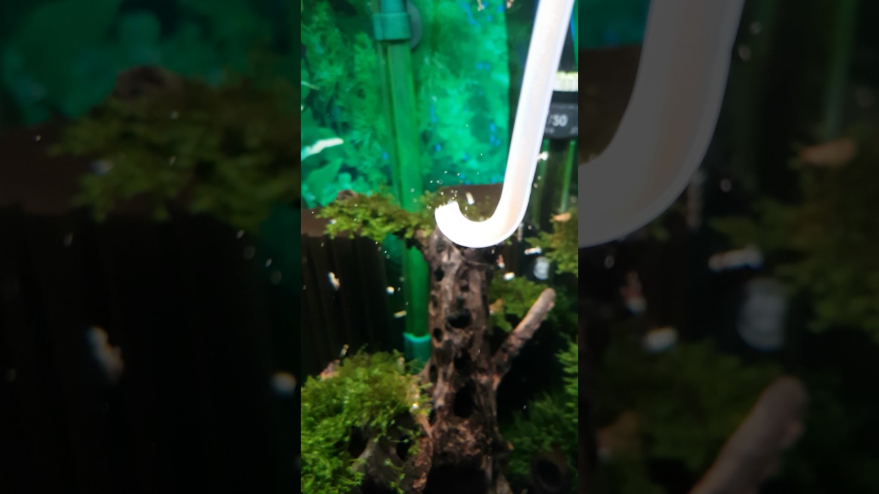 Avannotti sarasa mangiano artemia