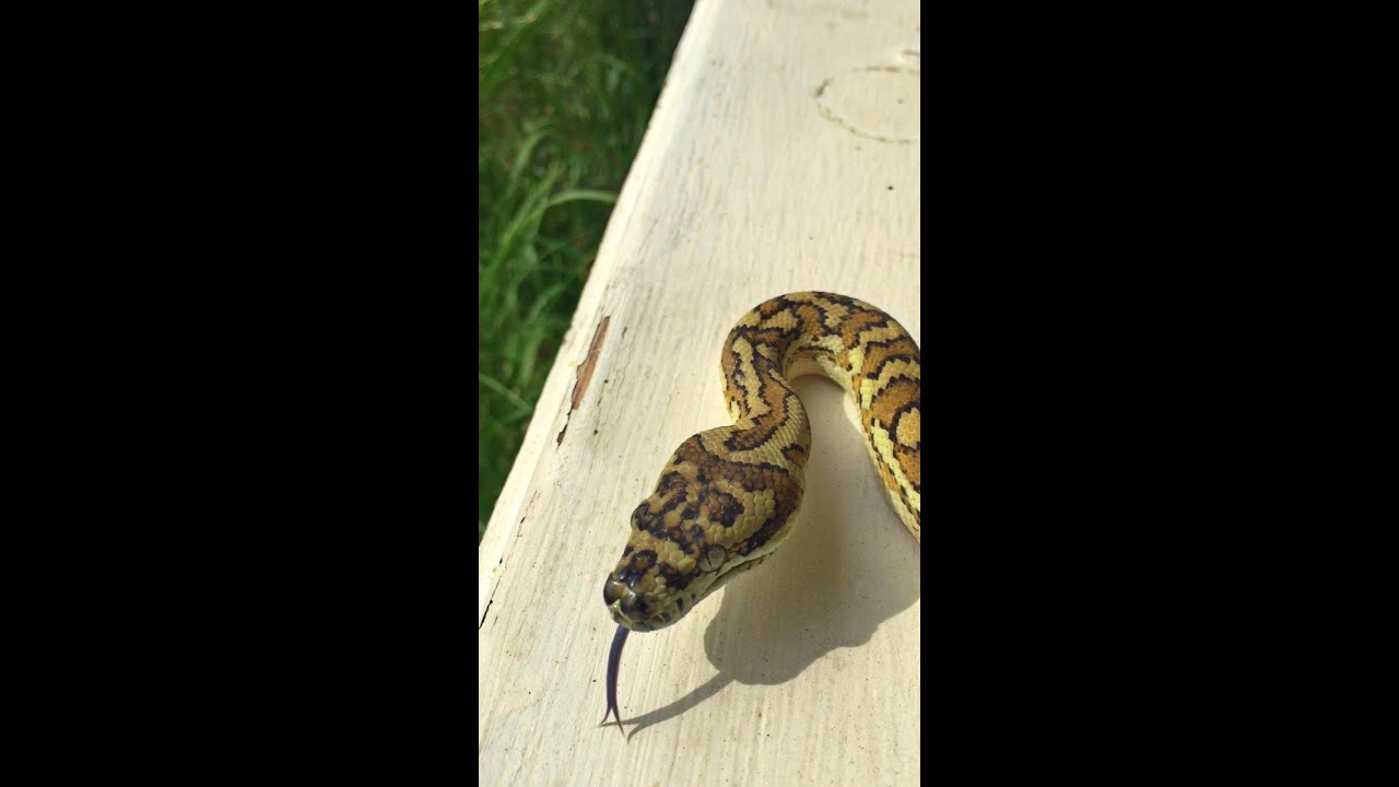 carpet python Caramel jag carpet python & Caramel