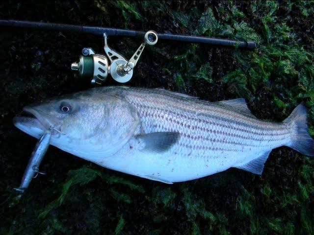 Topwater Striped Bass Fishing with Cordell Pencil Poppers 