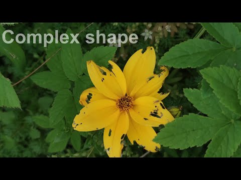 Complex forms (color-based segmentation)