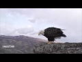 Fabula Renovación del Aguila