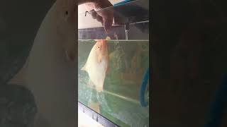 Monster Fish Feeding Giant Gourami