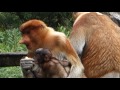 Borneo - Proboscis Monkey & Baby 72 Secs