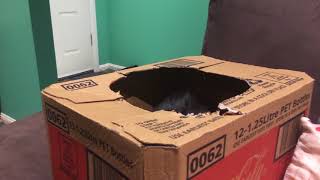 5 questions about Trash Bag the cat