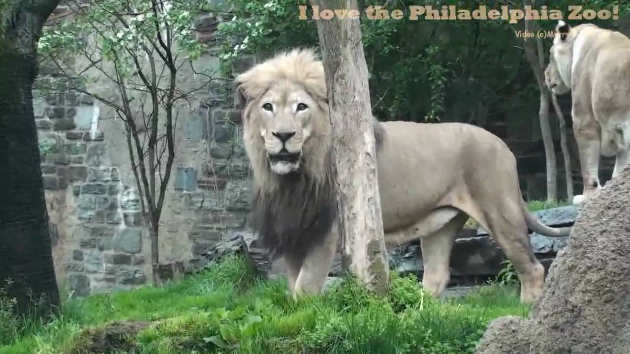Philadelphia Zoo Lions in Spring - YouTube