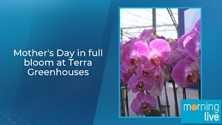 Mother's Day in full bloom at Terra Greenhouses
