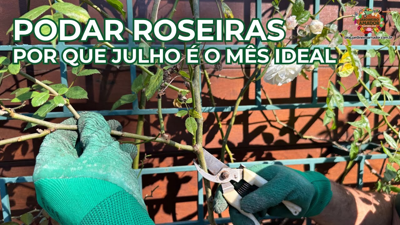 Poda das Roseiras | Porque Julho é o Més Ideal