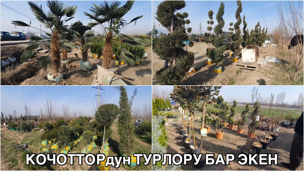 КОЧОТТОРдун БАРДЫГЫ БАР ЭКЕН/ ГУЛДОР/ ПАЛМА/ АРЧА/ 25_ февраль ОШ ШААРЫ